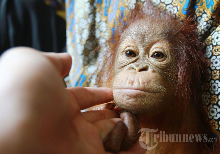 Konservasi Orangutan Kalimantan