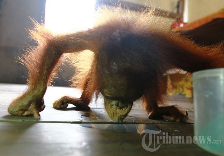 Konservasi Orangutan Kalimantan