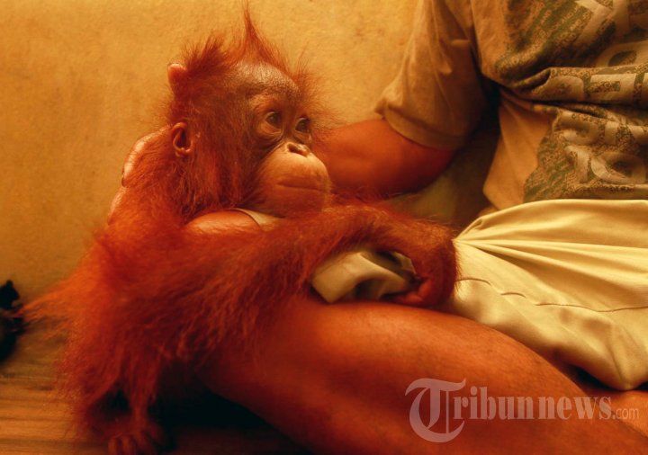 Konservasi Orangutan Kalimantan