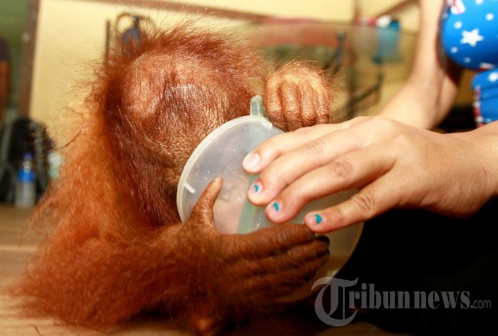 Konservasi Orangutan Kalimantan