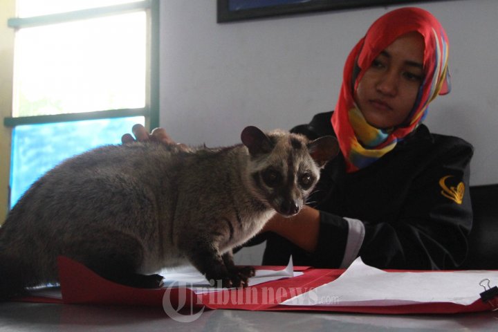 Kontes Hewan Musang Nasional