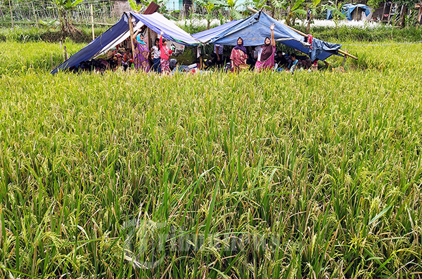 Korban Gempa Cianjur Mengungsi di Tengah Sawah