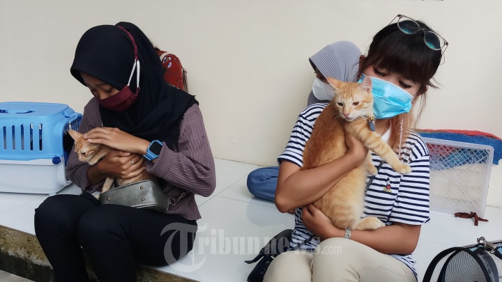 Kucing Mendapatkan Suntikan Vaksinasi Rabies di Tangerang