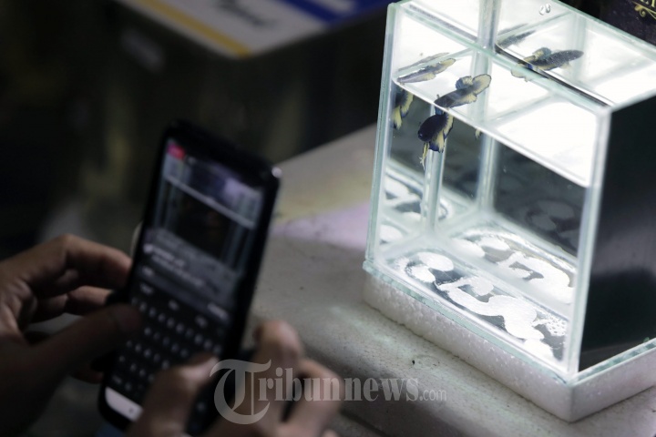 Lelang Ikan Cupang Secara Virtual