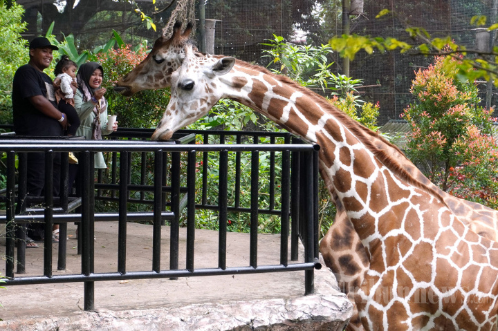 Libur Cuti Bersama Bandung Zoo Ramai Pengunjung