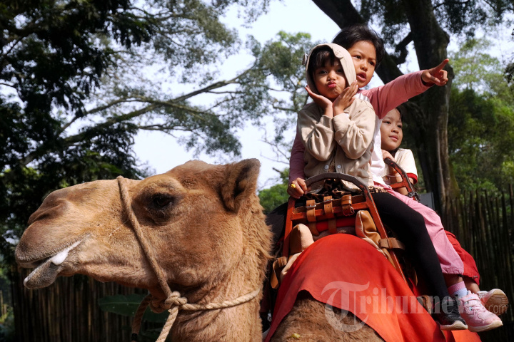 Libur Cuti Bersama Bandung Zoo Ramai Pengunjung