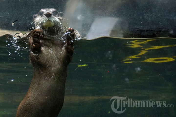 Libur Cuti Bersama Bandung Zoo Ramai Pengunjung