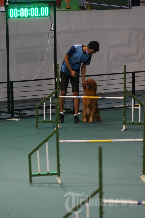 Lomba Ketangkasan Anjing di Surabaya
