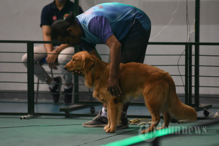 Lomba Ketangkasan Anjing di Surabaya