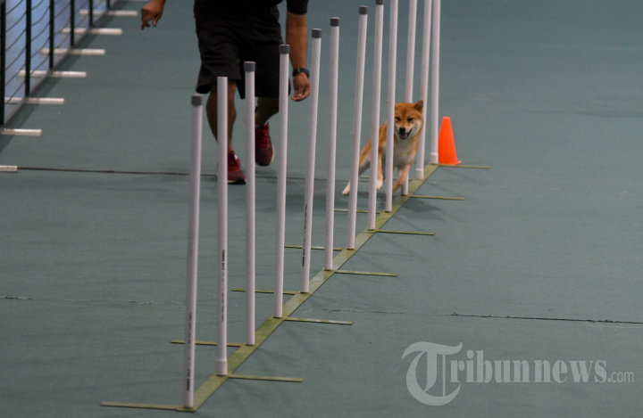 Lomba Ketangkasan Anjing di Surabaya