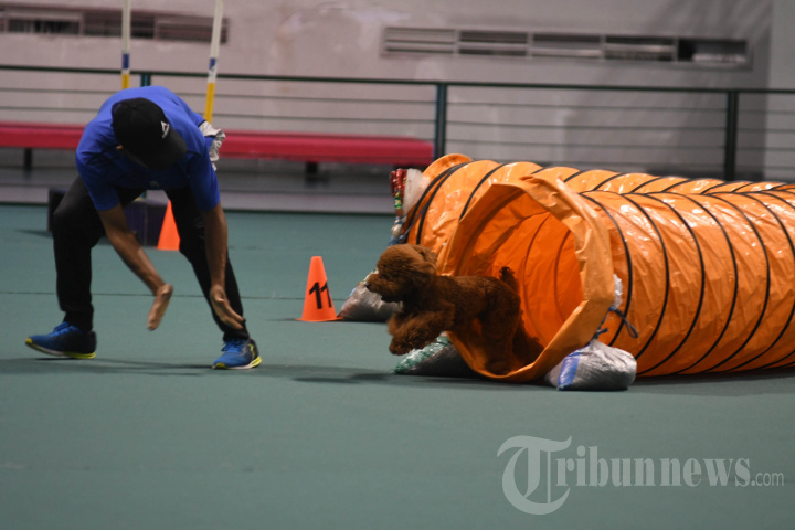 Lomba Ketangkasan Anjing di Surabaya