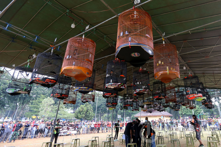 Lomba Kicau Burung Piala Gubernur DKI Jakarta