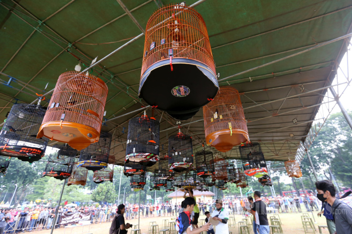 Lomba Kicau Burung Piala Gubernur DKI Jakarta