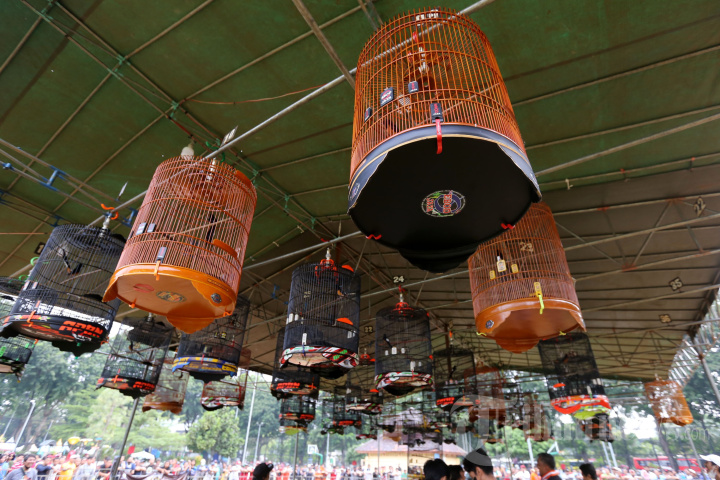 Lomba Kicau Burung Piala Gubernur DKI Jakarta