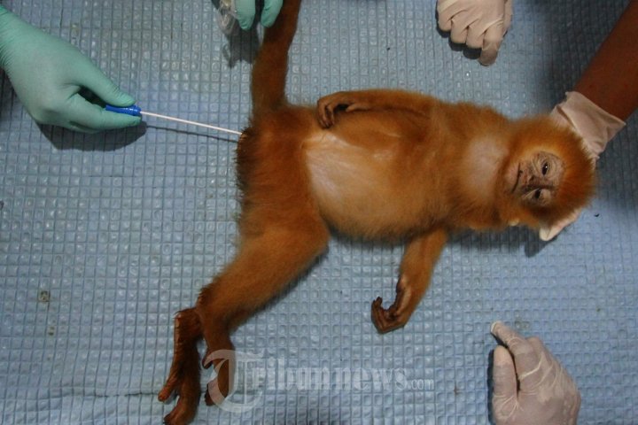 Lutung Jawa Hasil Sitaan di Periksa Dokter Hewan