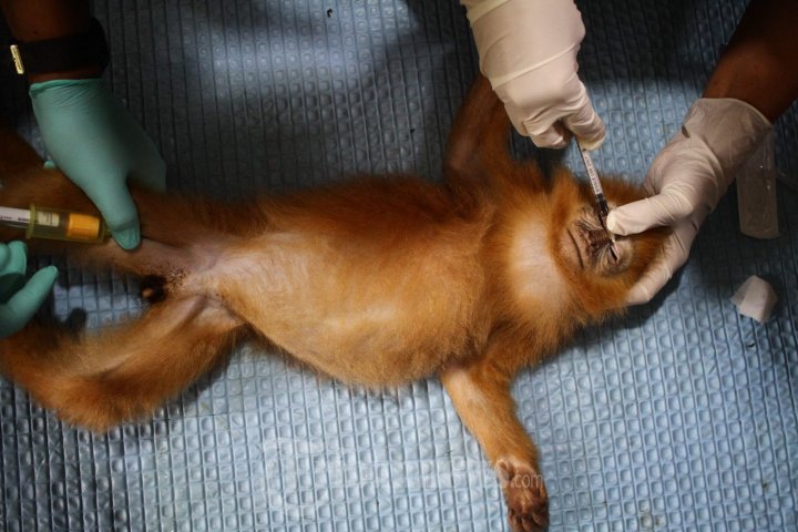 Lutung Jawa Hasil Sitaan di Periksa Dokter Hewan