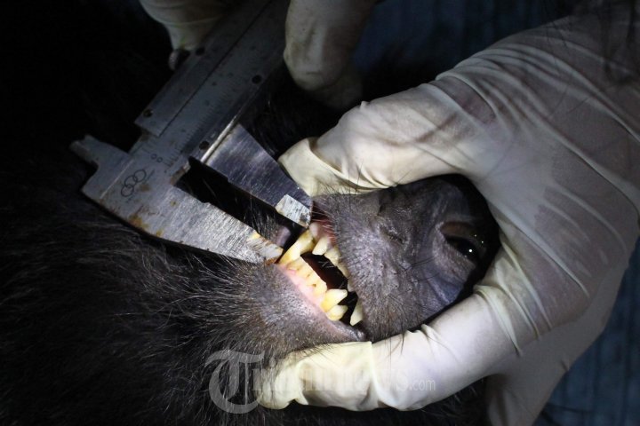 Lutung Jawa Hasil Sitaan di Periksa Dokter Hewan