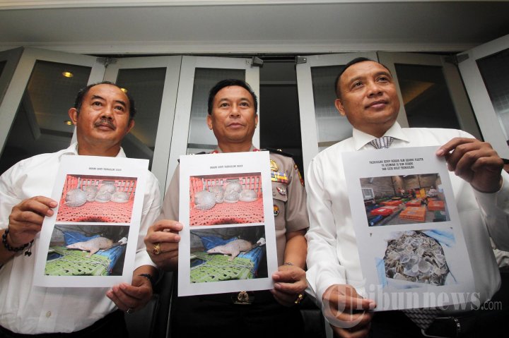 Mabes Polri Gagalkan Penyelundupan Trenggiling