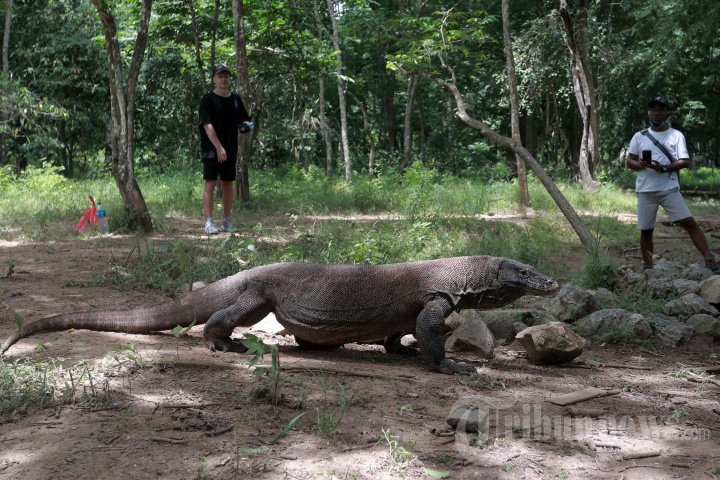 Melihat Hewan Komodo di Pulau Komodo