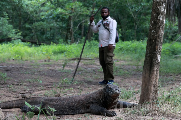 Melihat Hewan Komodo di Pulau Komodo