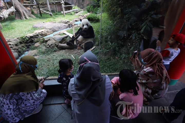 Melihat Lebih Dekat Panda di Taman Safari Saat Pandemi