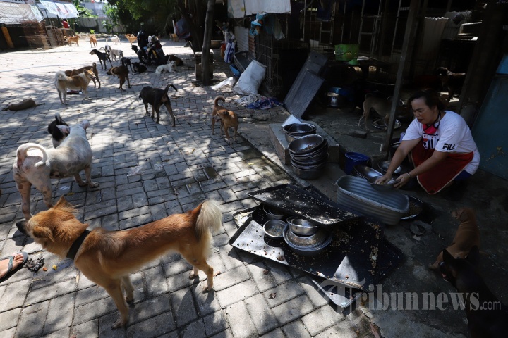 Melihat Shelter Anjing Saat Pandemi Covid-19
