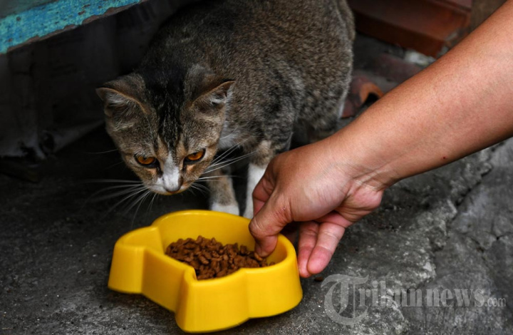 Memberi Makan Kucing Liar di Pasar Hewan Splendid Malang