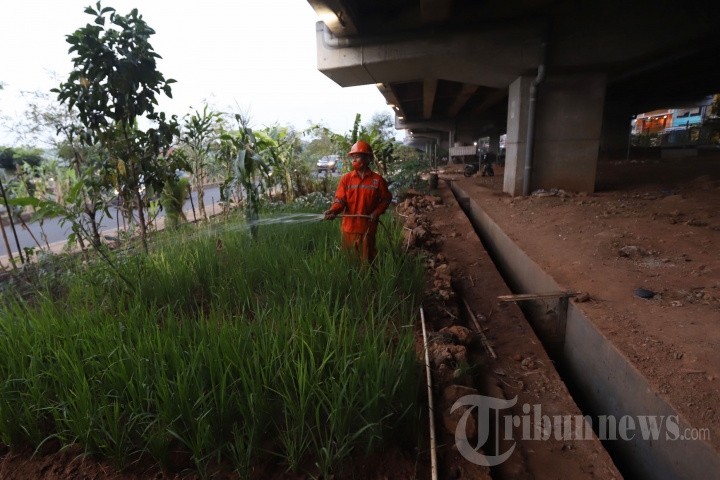 Menanam Padi di Kolong Tol Becakayu