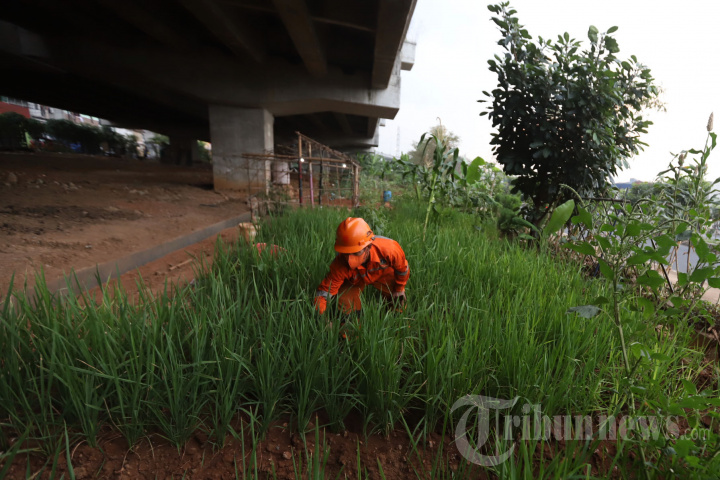 Menanam Padi di Kolong Tol Becakayu