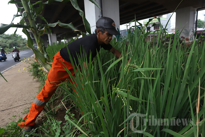 Menanam Padi di Kolong Tol Becakayu