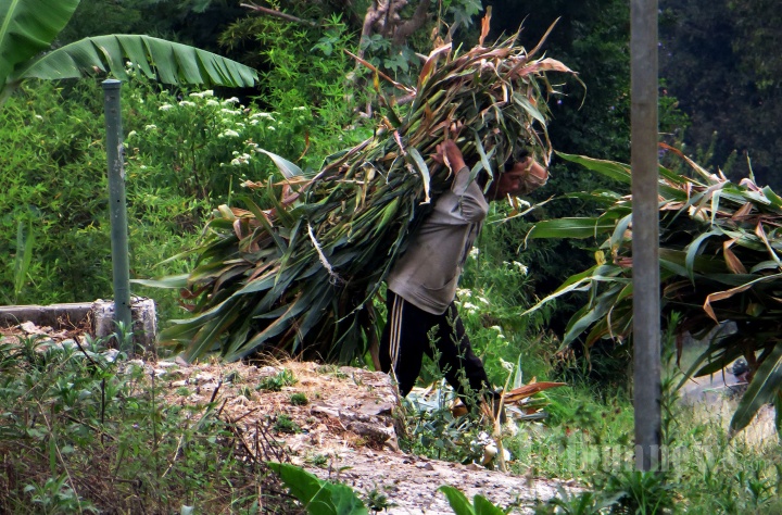 Mencari Batang Pohon Jagung untuk Pakan Ternak Sapi