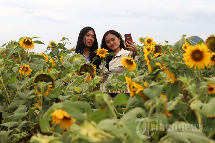 Menikmati Keindahan Ladang Bunga Matahari di Kota Batu