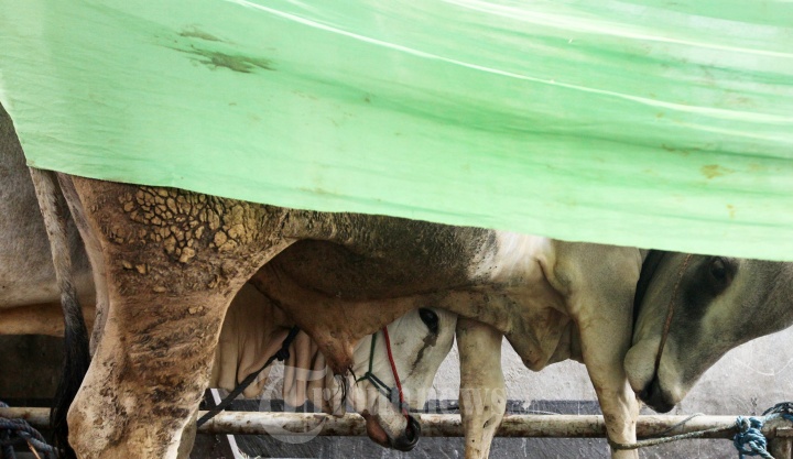 Menyembelih Hewan Qurban Peringati Idul Adha 1438 H
