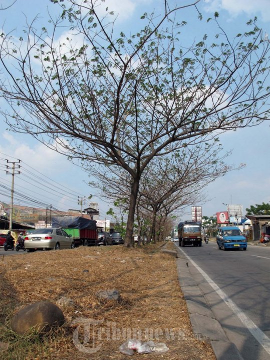 Musim Kemarau Pohon Mengering di Bogor