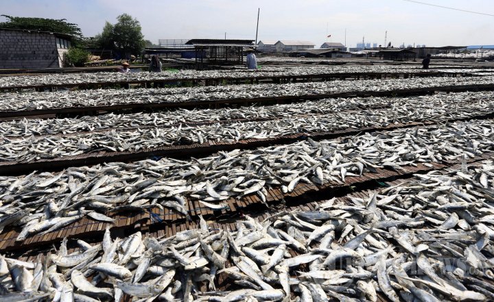 Nelayan Jemur Ikan Asin