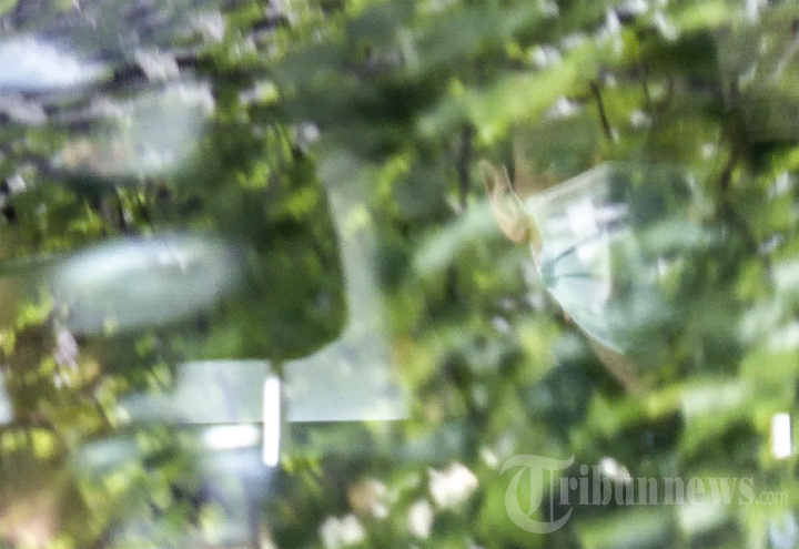 Novak Djokovic Bebas, Pendukung Bersukacita