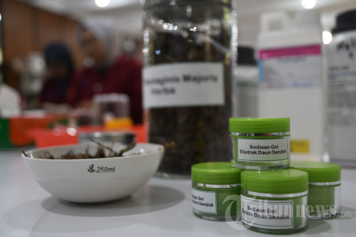 Obat Luka Diabetes dari Bahan Daun Sendok