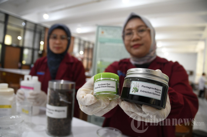 Obat Luka Diabetes dari Bahan Daun Sendok