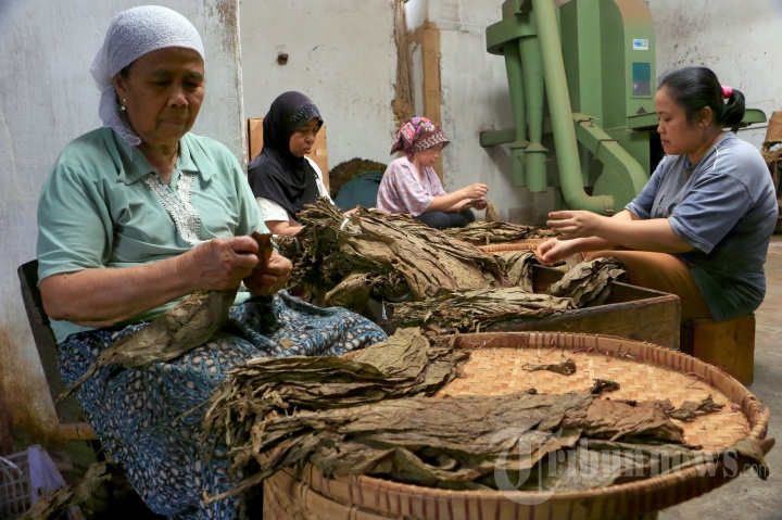 Pabrik Rokok Cerutu Temanggung Laris Manis