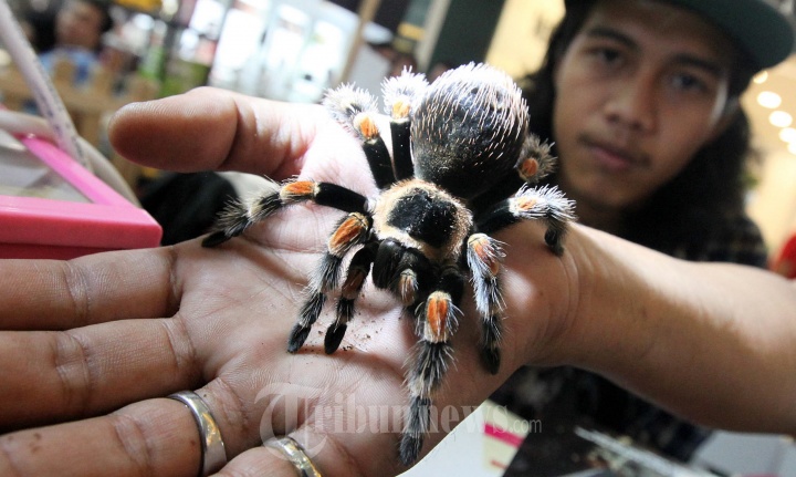 Pameran Pet Fest 2017