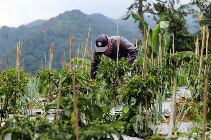 Panen Cabai Hijau Besar Menurun Hingga 30%