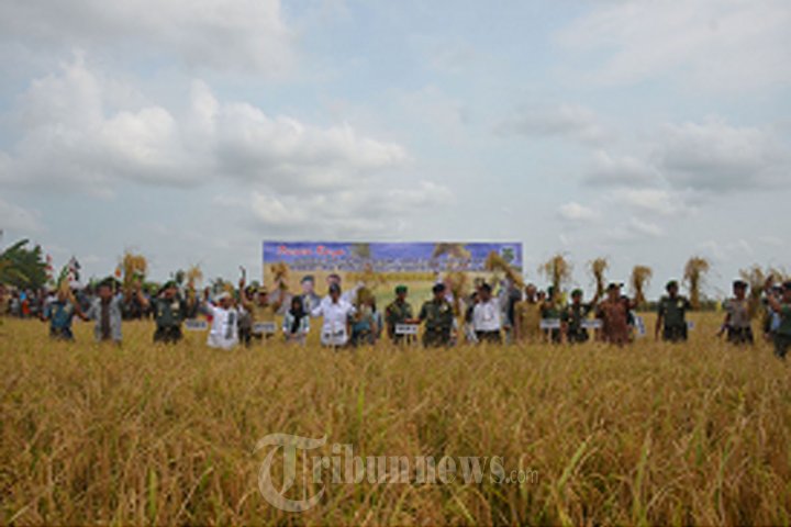 Panen Raya di Wilayah Kodim 1011 Kalimantan Tengah