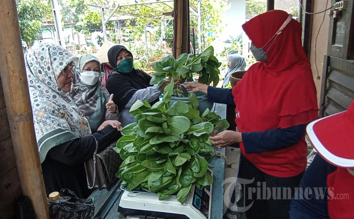 Panen Raya Sayur Hidroponik di KWT Anthurium