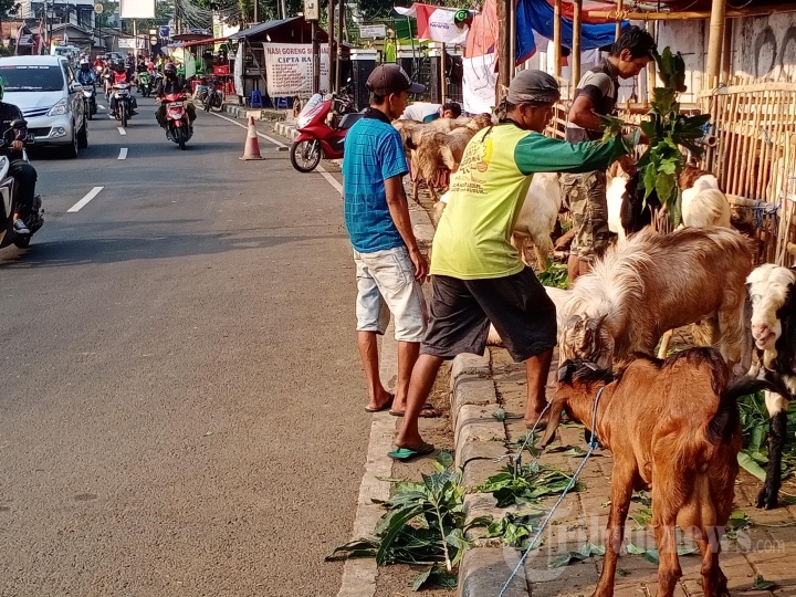Pedagang Hewan Kurban di Atas Trotoar Jalan