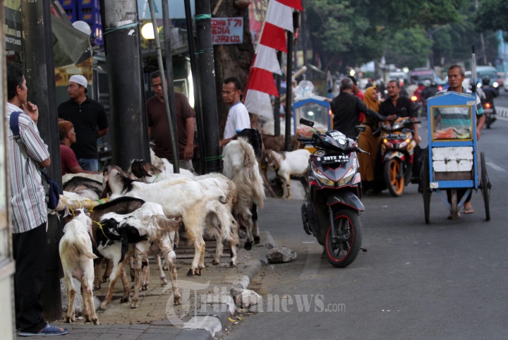 Pedagang Hewan Kurban Nekat Jualan di Trotoar