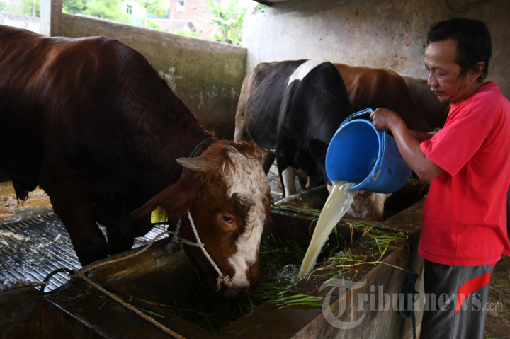 Pemanfaatan Limbah Kedelai untuk Sapi di Sentra Produsen Tempe