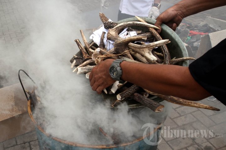 Pemusnahan Barang Bukti Perdagangan Satwa Langka