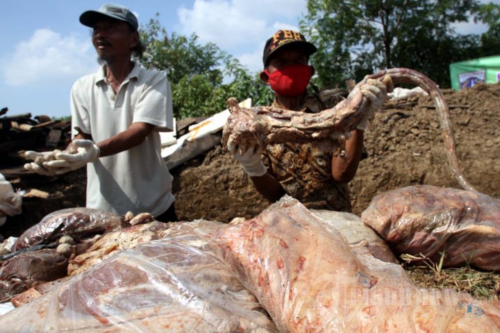 Pemusnahan Daging Tidak Layak Konsumsi