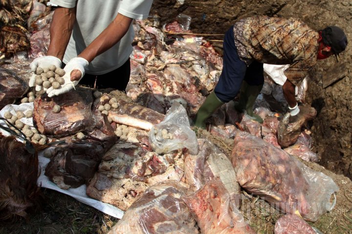 Pemusnahan Daging Tidak Layak Konsumsi