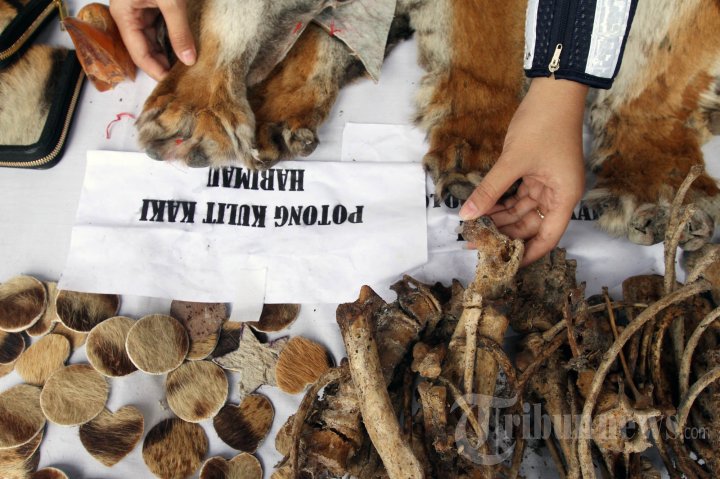 Pemusnahan Kejahatan Sumber Daya Alam
